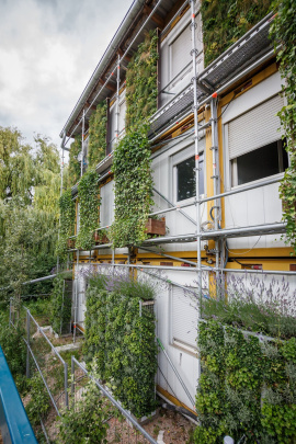 Drei verschiedene etablierte Vertikalbegrünungssysteme kommen im offenen Forschungslabor zum Einsatz - alle aus dem Programm der Helix Pflanzen GmbH aus Kornwestheim. Foto: © Julian Rettig