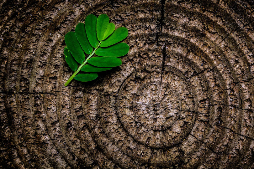 Holz ist klimapolitische Schlüsselressource