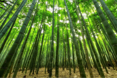 Achtung Schimmelpilze: Fraunhofer-Lösung simuliert Feuchteverhalten von Bambus für den Bau