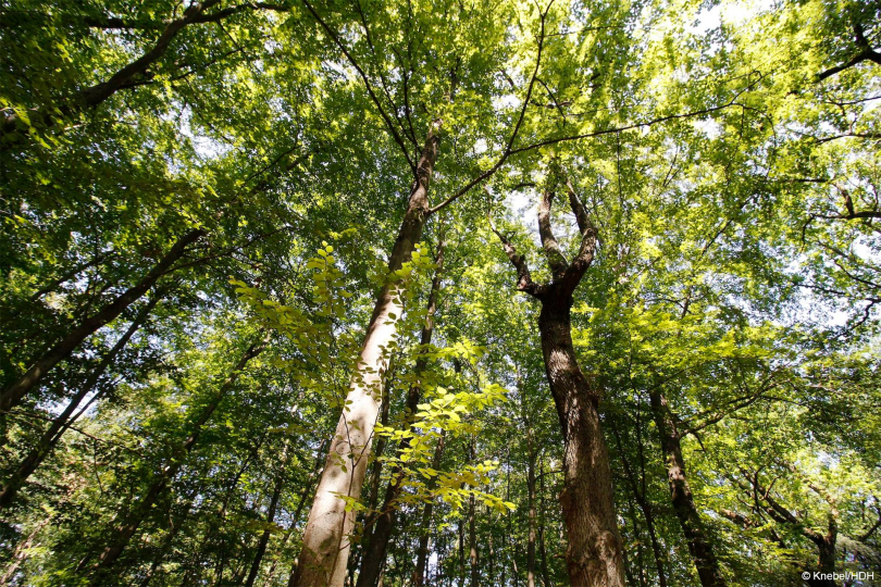 Holzindustrie warnt vor Rückschlägen für Klimaschutz und Wirtschaft