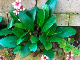 Gräser und Blumen eignen sich als kostengünstige und schnell wachsende Bepflanzungsvariante. © Biolit Green Systems GmbH