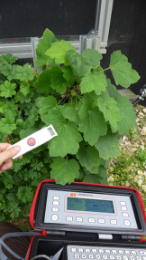 Wie viel Verdunstungskälte entsteht in der Umgebung: Messung der Transpiration mit automatischem Diffusionsporometer am Versuchsstand. Foto: DITF