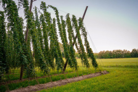 Hopfenreben in der Hallertau. Von der Ernte werden aber nur etwa 20 Prozent für den Bierherstellungsprozess genutzt. Der Rest ist Abfall - aus welchem das Team von HopfON kreislauffähige Baumaterialien herstellt. Dazu musste das Team unter anderem einen Prozess etablieren, um bei der Ernte den Hopfen von dem Draht zu trennen, an dem er entlang wächst. Foto: Astrid Eckert / TUM