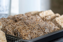 Die Pilze werden zurechtgeschnitten zu kleinen Einheiten.