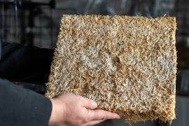 Eines der Pilzgeflechte